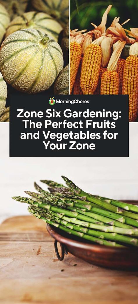 Although zone 6 can be very cold, the weather warms up quickly and stays warm long enough. See our tips and tricks for zone six gardening success. Zone 6 Planting Schedule Vegetables, Indiana Gardening Vegetable, Zone 6 Vegetable Garden, Zone 6 Planting Schedule, Zone 6 Gardening, Kansas Gardening, Gardening Zone 6, Zone 6 Garden, Indiana Gardening