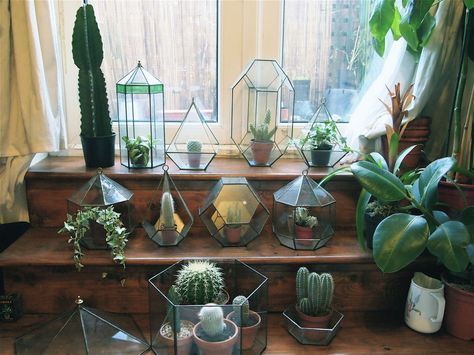 . Small Garden Pots, Katie Scott, Geometric Terrarium, Decor Studio, Indoor Gardens, Cactus Y Suculentas, Cactus Garden, Green Life, Cactus Flower