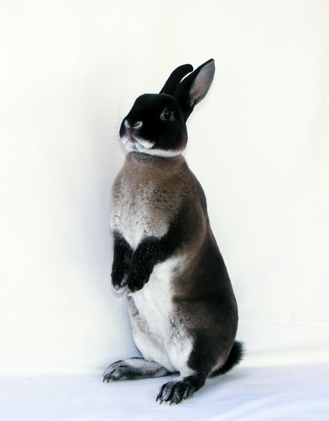 "Lottie" One of our Marten sable doe's decided to pose today -  Marten Sable Mini Rex Big Bunnies, Rex Rabbits, Big Rabbit, Rabbit Breeds, Big Bunny, Nosara, Pet Bunny, Pet Rabbit