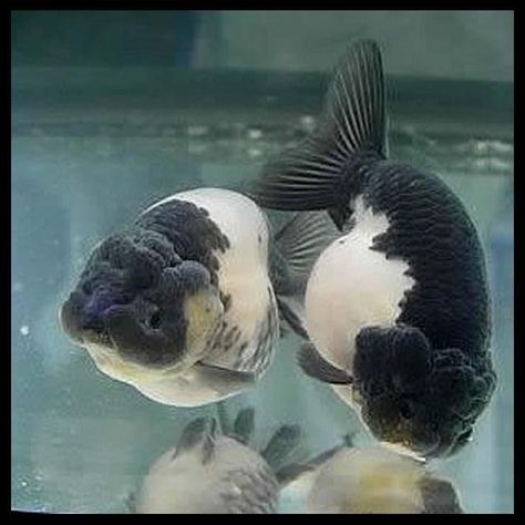 ranchu | Panda Ranchu | Goldfish | Pinterest Black Ranchu Goldfish, Ranchu Goldfish Tank, Fancy Goldfish Tank, Ranchu Gold Fish, Ranchu Fish, Lionhead Goldfish, Karp Koi, Comet Goldfish, Goldfish Types