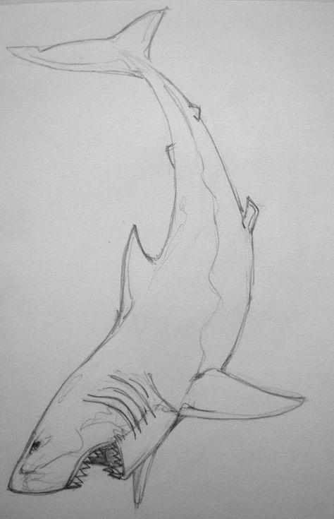 Yem the shark god Great White Shark Drawing, Shark Drawing, Shark Tattoo, Shark Art, Shark Tattoos, Arte Sketchbook, White Sharks, Pencil Art Drawings, Great White Shark