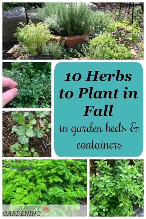 Herbs To Plant, Fall Garden Planting, Fall Vegetables To Plant, Plant In Fall, Fall Container Gardens, Fall Gardening, Medicinal Herbs Garden, Herb Containers, Diy Herb Garden