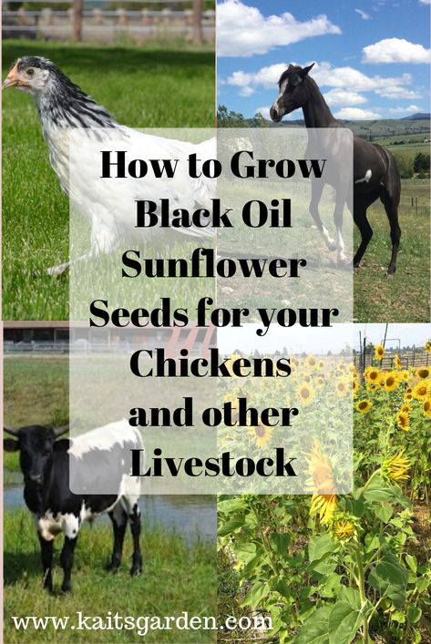 Homesteading For Beginners, Broody Hen, Black Oil Sunflower, Baby Chicks Raising, Black Oil Sunflower Seeds, Raising Farm Animals, Goat Care, Building A Chicken Coop, Chicken Feed