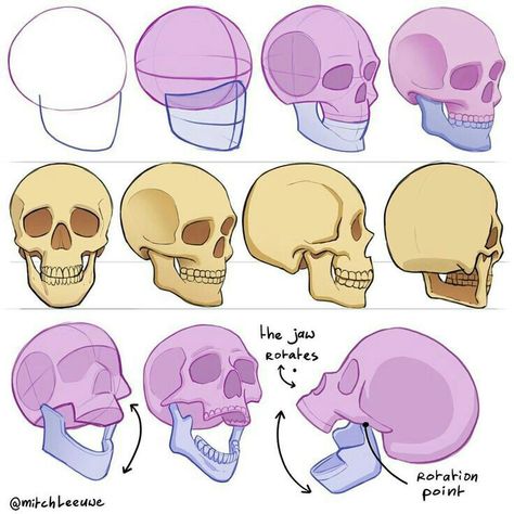 Skull Reference Anatomy, Cartoon Heads, Studying Drawing, Mitch Leeuwe, Skull Anatomy, Head Anatomy, Skull Reference, Skeleton Drawings, 얼굴 드로잉