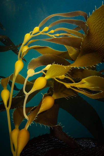 1,048 Underwater Kelp Photos and Premium High Res Pictures - Getty Images Kelp Aesthetic, Fred Tattoo, Underwater Seaweed, Underwater Turtle, Bull Kelp, Sea Corals, Underwater Flowers, Underwater Plants, Kelp Forest