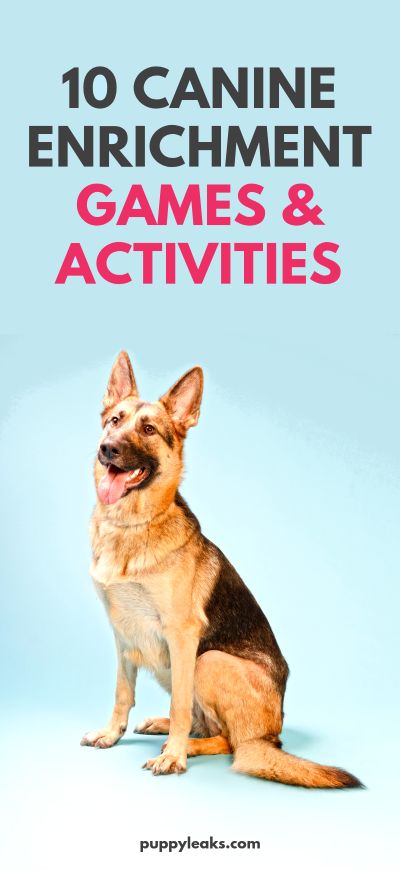 Games For Dogs, Canine Enrichment, Dog Minding, Easiest Dogs To Train, Dog Enrichment, Dog Games, Dog Exercise, Games And Activities, Dog Activities