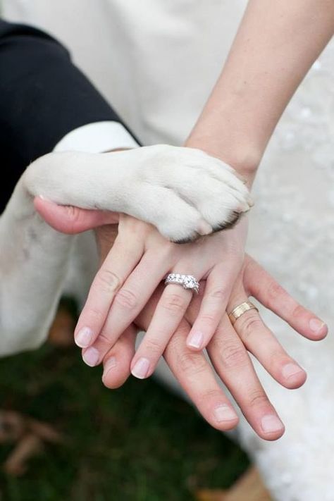 Wedding Pictures With Dogs Ideas, Wedding Photo Ideas Dog, Dog Involved In Wedding, Wedding Photography With Dogs, Dog Wedding Photos, Dog Wedding Outfits, Wedding Picture Poses, Shot List, Wedding Pets