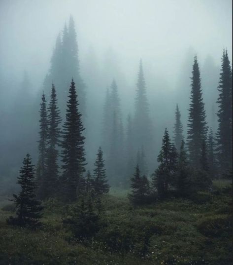 Pnw Aesthetic, Evergreen Landscape, Rivers And Roads, Dark Naturalism, Dark Forest Aesthetic, Nature Goddess, A Night At The Opera, Evergreen Forest, National Park Photos