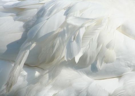 Goose feather. Close-up photot about a goose feather , #SPONSORED, #feather, #Goose, #Close, #goose, #photot #ad Goose Teapot, Goose Feather, Goose Feathers, Product Development, Down Feather, Vector Design, Feathers, Close Up, Photo Image