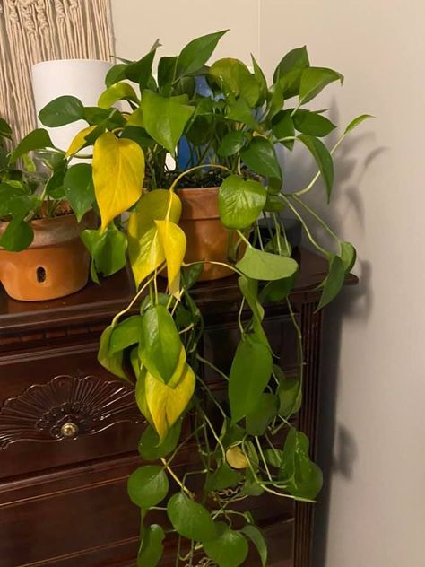 Green pothos plant drooping with yellow leaves Why Is My Pothos Turning Yellow, Yellow Leaves On Pothos, Pothos Arrangement Ideas, Pothos Turning Yellow, Pothos Plant Care Tips, Leggy Pothos Plant, Pothos Yellow Leaves, Pothos Planter Ideas, Pothos Plant Ideas