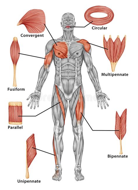 Anatomy of male muscular system - posterior view o stock illustration Body Muscle Anatomy, Muscular System Anatomy, Human Muscle Anatomy, Basic Anatomy And Physiology, Man Anatomy, Human Body Anatomy, Muscular System, Human Anatomy Drawing, Medical School Essentials