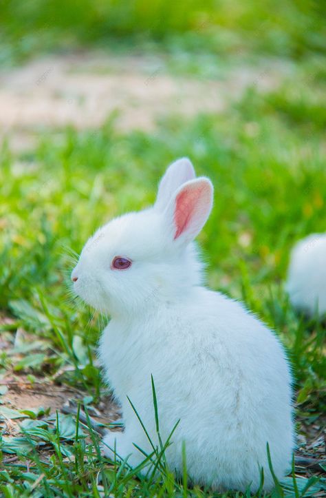 Small Animal Daytime Rabbit Outdoor Capture Photography Map With Pictures Background Animals Hd Photography, Cute Rabbit Photos, Pictures Of Animals Photography, Cute Animal Pictures Photography, Cute Small Animals Pets, Rabbits Photography, Baby Rabbits Cute, Pictures Of Rabbits, Rabbit Background