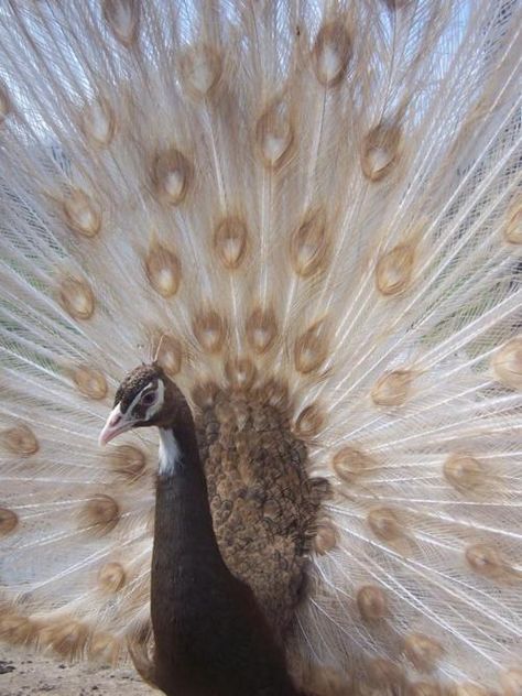 browns - brown and white peacock. very unusual. Peacock Art, Peacock Bird, Gold Aesthetic, White Eyes, Exotic Birds, Peacock Feathers, Pretty Birds, Colorful Birds, Butterfly Flowers