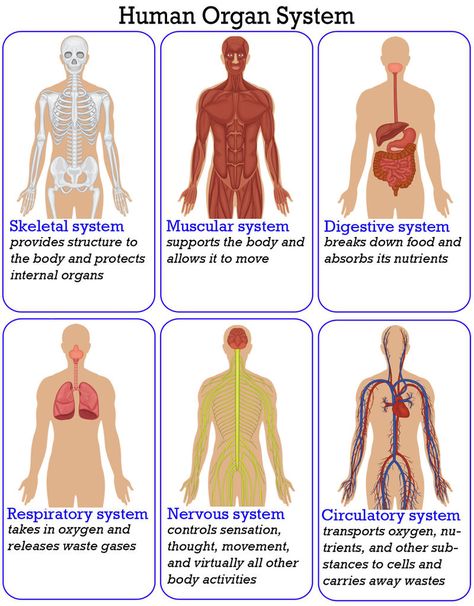 levels of organization More Organ Systems And Functions, Human Organ Systems Grade 5, Human Body Systems Anchor Chart, Human Systems Anatomy, Systems Of The Body Anatomy, Body Systems Anchor Chart, Human Organ System, Teaching Body Systems, Organ Functions