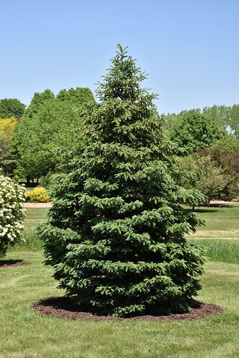 Black Hills Spruce Tree, Black Hills Spruce, Evergreen Landscaping, Picea Glauca, Circle Garden, Tree Types, Black Spruce, Street Trees, Spruce Tree