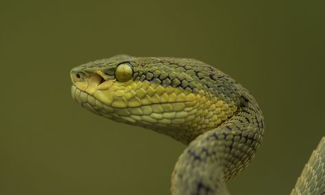 Emily's virtual rocket : Donald Trump - Ex-White House Aide Details Trump’s... Snake Head Photography, Snake Head Reference, Green Pit Viper, Viper Snake, Snake Drawing, Nature Projects, Pit Viper, Cold Blooded, Snake Venom