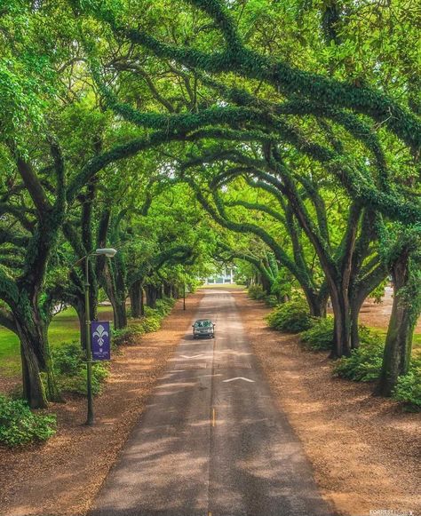 Mobile's Most Instagrammable Spots - For All Things Mobile, Eastern Shore and Gulf Coast Alabama United States Travel Bucket Lists, Gulf Shores Alabama, Estate Garden, Riverside Park, Mobile Alabama, Urban Aesthetic, Beautiful Streets, Eastern Shore, Gulf Shores