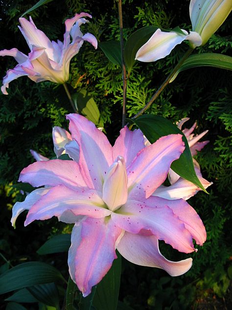 Asiatic lily...Amazing!!!! Would be gorgeous for a wedding!! Boquette Flowers, Nothing But Flowers, Flower Therapy, Beautiful Bouquet Of Flowers, Pretty Plants, Beautiful Flowers Pictures, Exotic Flowers, Flowers Nature, Flower Pictures