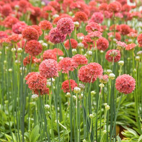 Armeria Flower, Armeria Maritima, Italy Garden, Sea Thrift, Gunpowder Plot, Pastel Garden, Flower Plants, Dry Well, Plants Garden