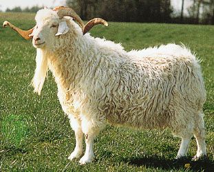 Angora goat | breed of goat | Encyclopedia Britannica White Goat, Angora Goat, Angora Goats, Goat Farming, Backyard Chickens, Fortune Telling, Angkor, New Puppy, 귀여운 동물