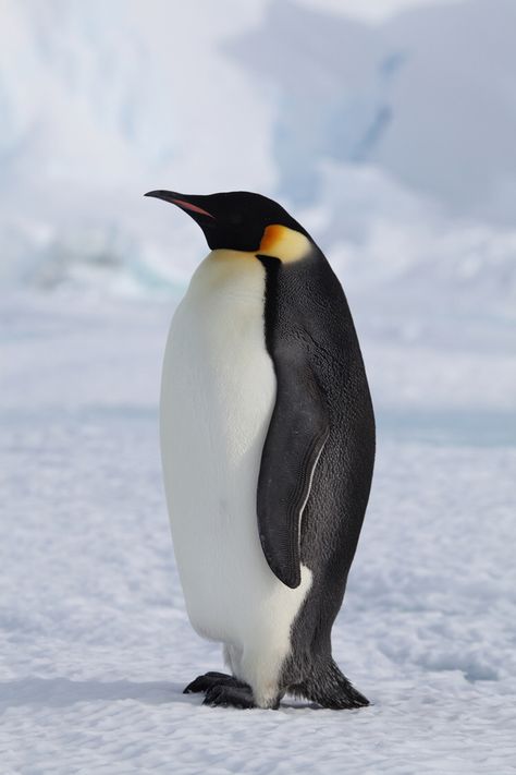 Penguins are life.... Penguin Facts, March Of The Penguins, Penguin Images, Penguin Pictures, Penguin Art, World Birds, Emperor Penguin, Arctic Animals, Cute Penguins