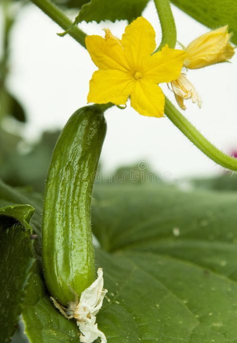 Cucumber Photography, Sparkling Water Drinks, Cucumber Flower, Scientific Drawing, Cucumber Plant, Flower Blooming, Silhouette Drawing, Flower Image, Botanical Tattoo