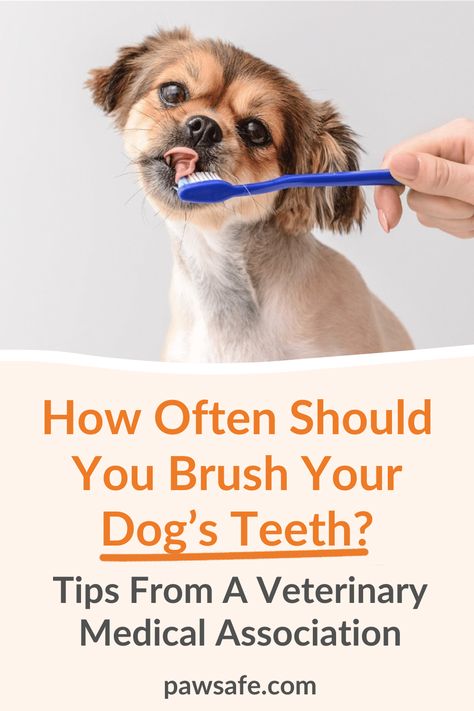 Discover the ideal dental care routine for your dog with recommendations for how often to brush their teeth and other ways of improving their oral health. #howoftenshouldyoubrushdogteeth #doyouneedtobrushdogteeth #doghealthcare How To Brush Dogs Teeth, Dog Teeth Care, Dog Seatbelt, Dog Care Checklist, Teeth Tips, Dogs Teeth, Mens Photoshoot, Dog Health Tips, Dog Teeth Cleaning