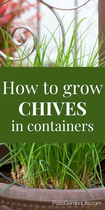 Interested in growing your own herbs? Try growing chives in pots! They're an easy perennial that does well in pots and containers. This post covers everything from seed to harvest. How To Grow Chives, Grow Chives, Growing Chives, Chives Plant, Growing Vegetables In Pots, Herb Garden Pots, Growing Mint, Preserving Herbs, Herb Garden In Kitchen