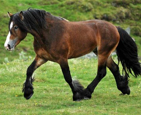 Bay Draft Horse, Light Draft Horse, Norwegian Dole Horse, Big Horse Breeds, Largest Horse Breed, Bay Stallion, Beautiful Horses Photography, Pony Breeds, Morgan Horse