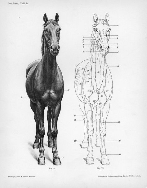 Reference Pictures | Shoestring Stable Horse Head Front View, Horse Heads, Horse Sketch, Horse Anatomy, Animal Study, Anatomy For Artists, Horse Drawing, Horse Drawings, Horse Sculpture