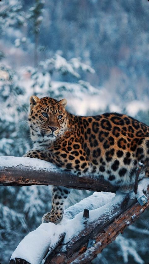 Amur Leopard, Amazing Animal Pictures, Wild Animals Pictures, Exotic Cats, Big Animals, Most Beautiful Animals, Majestic Animals, Endangered Animals, Cute Wild Animals