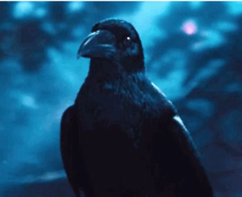 Crow Gif, Fly Gif, Crow Flying, Shadow Wings, Welcome Gif, Cemetery Art, Edit Ideas, Wolverine Marvel, Image Notes