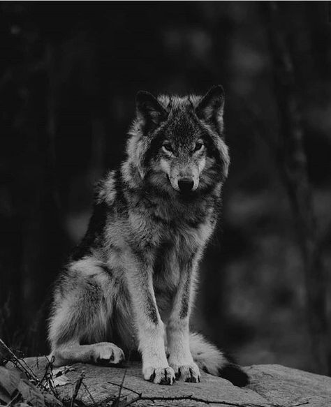 14 Super Facts About The Wolf | The Paws Grey Wolf Photography, Werewolf Aesthetic, Wolf Photography, Psy I Szczenięta, Wolf Photos, Wolf Spirit Animal, Wolf Wallpaper, Wolf Love, Wolf Pictures