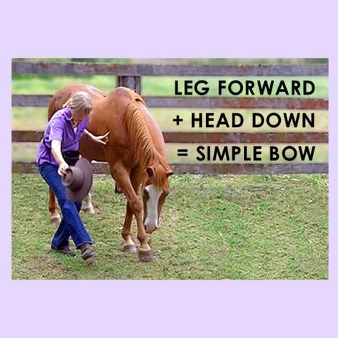 Most tricks, even the complicated ones, start with a simple trick or are made up of several simple tricks joined together. So start by teaching your horse these 10 super simple tricks and then use … Horse Tricks, Therapeutic Riding, Horse Exercises, Simple Bow, Horse Ideas, Equestrian Helmet, Horse Training Tips, Types Of Horses, Horse Tips