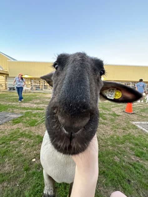 Lamb Showmanship, Showing Lambs, Lamb Showing, Ffa Pictures, Show Lambs, Goat Showing, Sheep Showing, Show Sheep, Lamb Pictures