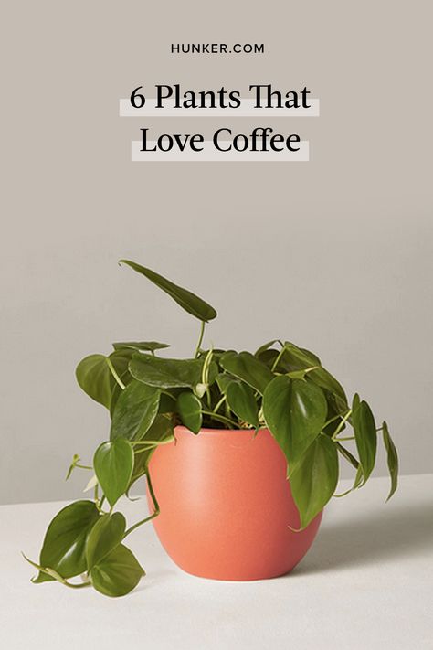 Different Plants In One Pot, Coffee Loving Plants, Is Coffee Good For Plants, Coffee In Plants, Coffee Water For Plants, Plant Buisness Ideas, Indoor Potted Plants Ideas, Coffee For Plants Houseplant, Coffee For Plants