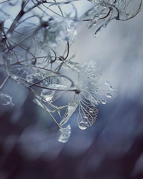 Ice Aesthetic, Council House, Hydrangea Bush, Broken Dreams, Winter Fairy, Planting Hydrangeas, Fairy Aesthetic, Pink Hydrangea, Plant Aesthetic