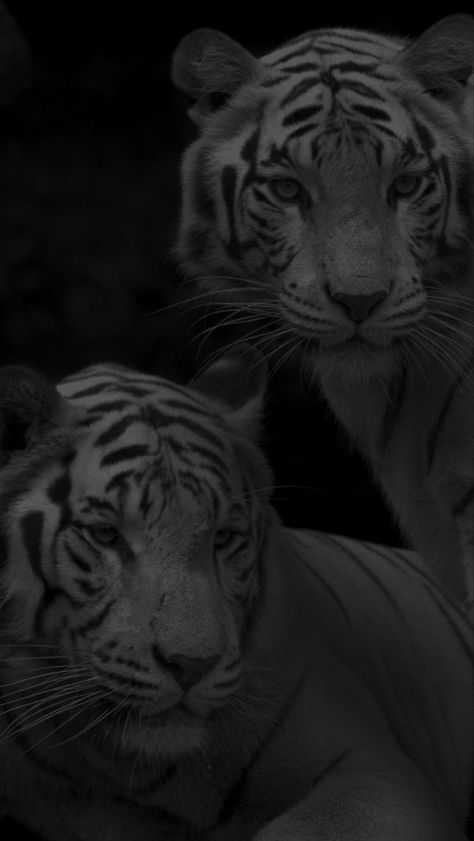 Black Tiger Wallpaper, Elise Aesthetic, Wallpaper Tigre, Tiger Wallpaper Iphone, Camping Wallpaper, Tiger Wallpaper, Cute Black Wallpaper, Black Tigers, Iphone Wallpaper Photos