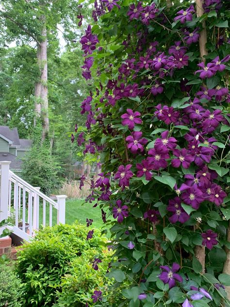 flowering vine Purple Clematis Trumpet Vines, Trellis Pergola, Fence Trellis, Blue Passion Flower, Boston Ivy, Honeysuckle Vine, Autumn Clematis, Purple Clematis, Drought Tolerant Perennials