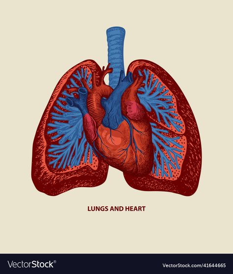 Lungs Drawing, Anatomical Heart Drawing, Anatomical Illustration, Lungs Art, Heart Organ, Medical Poster, Human Lungs, Medical Posters, Old Paper Background