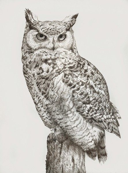 Katrina Ann, Great Horned Owl, Pen and Ink Owl Tattoo Drawings, Owl Sketch, Owl Posters, Owl Artwork, Bird Sketch, Owl Tattoo Design, Owl Illustration, 강아지 그림, Owls Drawing