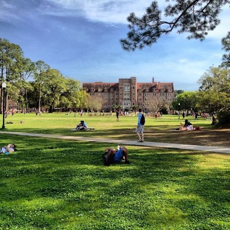 And Landis was the definition of serenity. | 31 Signs You're A Florida State Seminole Florida Tech, Noles Football, Usa School, Florida State Seminole, Oklahoma Sooners Football, Alabama Football Roll Tide, Kang Ho Song, Fsu Seminoles, Treading Water