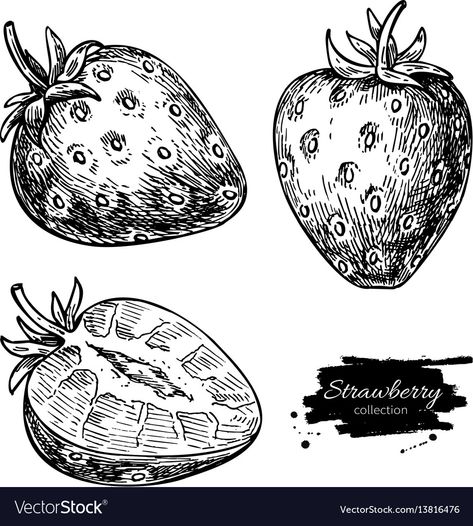 Food Drawing Strawberry, Straw Tattoo, Strawberry Drawings, Strawberries Drawing, Strawberry Sketch, Berries Illustration, Strawberry Vector, Strawberry Illustration, Biro Drawing