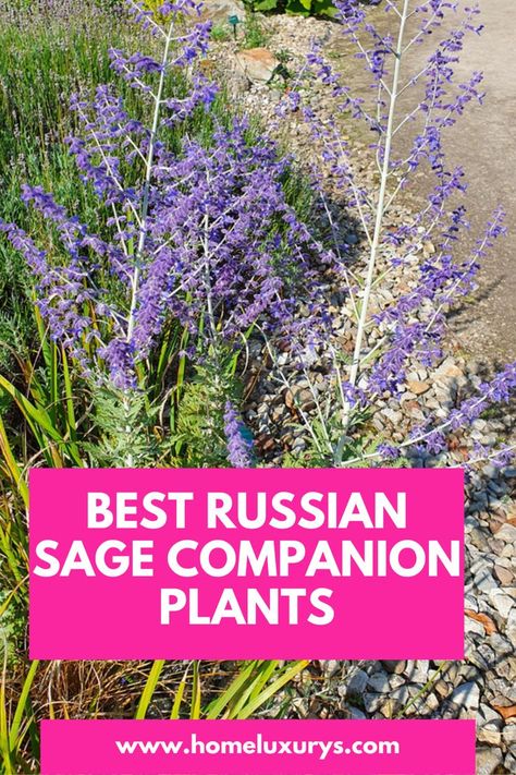 Russian Sage And Roses, Russian Sage And Lavender, Russian Sage Garden Landscape Design, Russian Sage In Garden, Russian Sage And Boxwood, Hydrangea And Russian Sage, Companion Plants For Russian Sage, Russian Sage Front Yard, Sage Garden Ideas