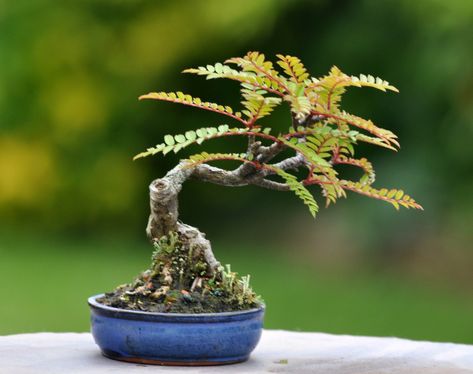 Bonsai Tree Types, Bonsai Tree Care, Bonsai Techniques, Mame Bonsai, Indoor Bonsai Tree, Bonsai Soil, Succulent Bonsai, Plantas Bonsai, Mini Bonsai