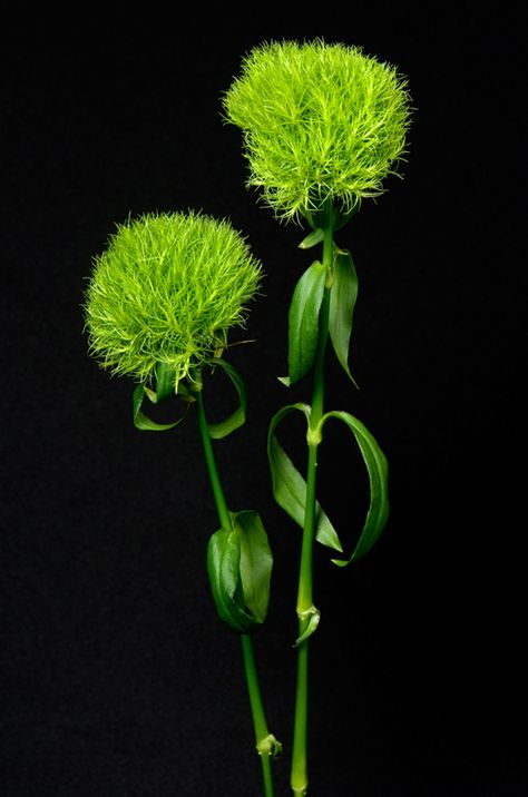 Green Trick Carnation.  To view our entire selection, visit us at www.starflor.com  #flowers Dianthus Caryophyllus, Green Carnation, Sweet William, Unique Image, Types Of Flowers, Winter Colors, Bat Mitzvah, Disco Ball, Front Yard