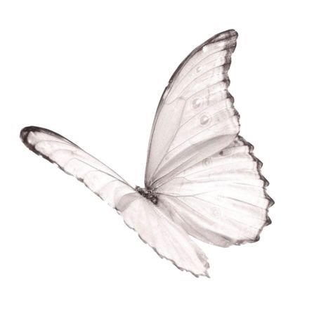 Butterfly Png, Minimalist Icons, Png Aesthetic, Png Icons, Widget Icon, White Butterfly, Ios Icon, Phone Icon, Iphone Icon