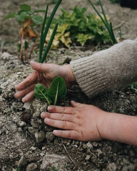 home Protect Nature, Shotting Photo, Gardening For Kids, Permaculture, Herb Garden, Country Life, Farm Life, Green Thumb, Vegetable Garden