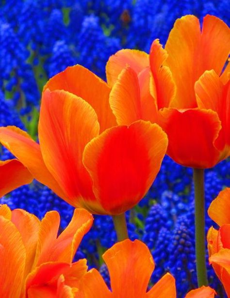 Orange & Blue Flower Desktop, Blue Flower Wallpaper, Colors Painting, Orange Glow, Fleur Orange, Theme Pictures, Jaune Orange, Photoshoot Concept, Color Harmony