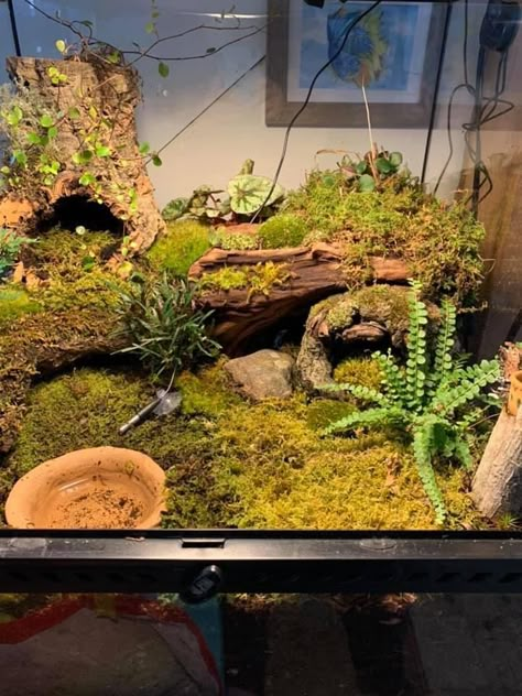 Tropical Snake Enclosure, Pet Tarantula Enclosure, Toad Enclosure Ideas, California King Snake Habitat, Bio Active Snake Enclosure, Bioactive Corn Snake Enclosure, Bioactive Vivarium Ball Python, Tarantula Enclosure Ideas Terrestrial, Bioactive Reptile Enclosure